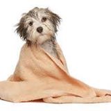 Peluqueria de perros con licencia y mucho experiencia.